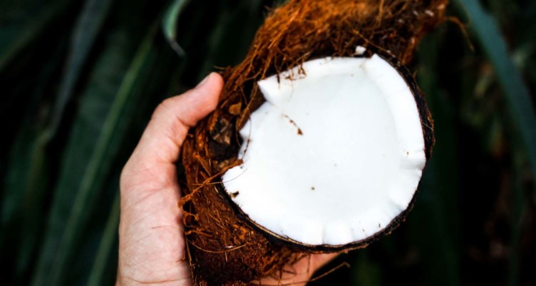 Main tenant la noix de coco coupée en deux