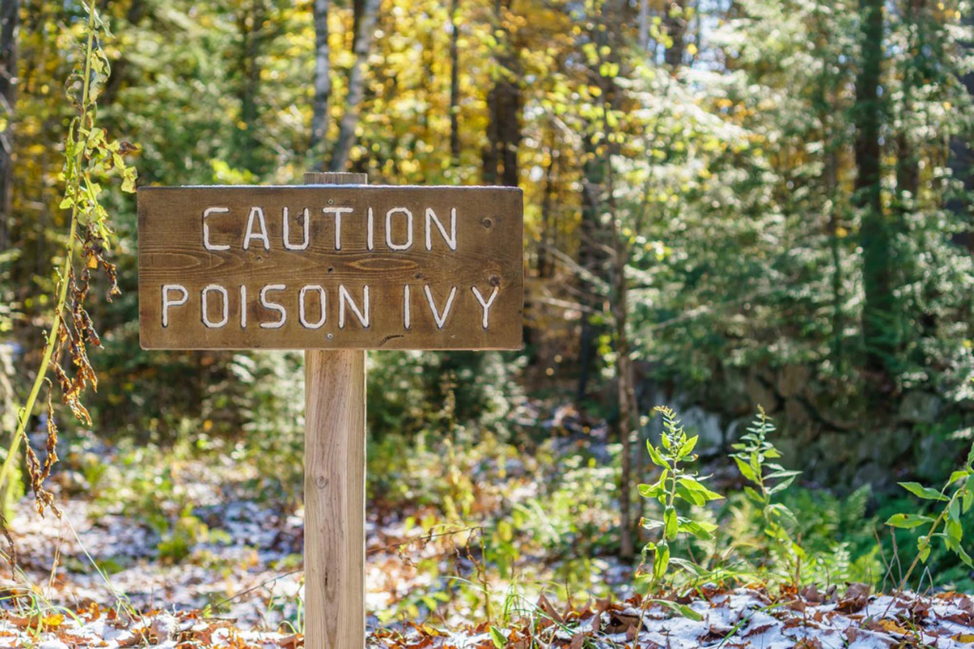 poison ivy rash - poison ivy sign
