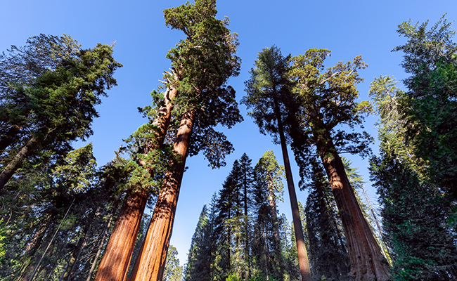 beautiful giant sequoias