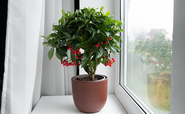 Ardisia crenata, houseplant