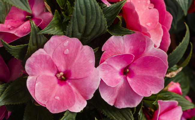 cultivar of achimenes (Achimenes) with pink flowers