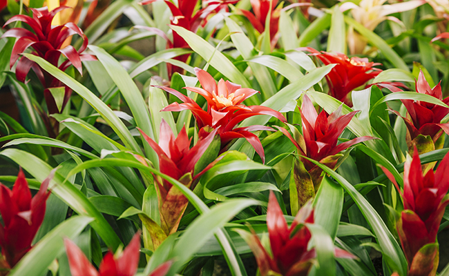 Guzmania hybrids