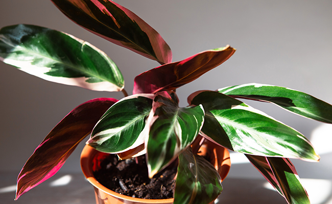 Stromanthe sanguinea 'Triostar'