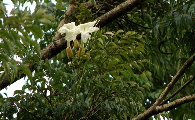 Radermachera sinica flower in its natural environment