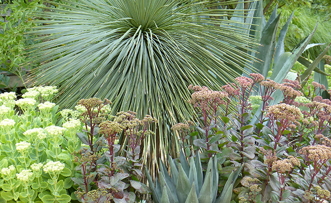 A water-saving garden