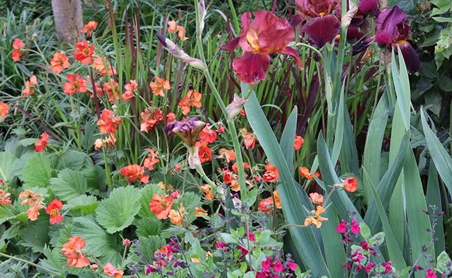 A generously planted and very colorful garden