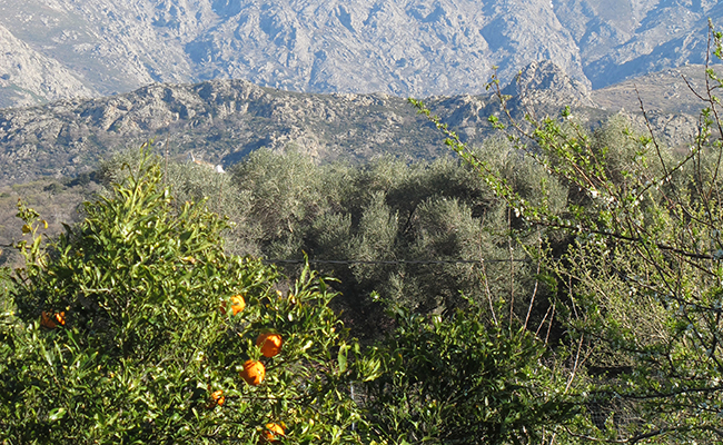 Avapessa fruit garden in Haute-Corse
