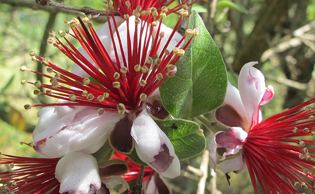 Feijoa (Acca sellowiana), Brazilian guava tree