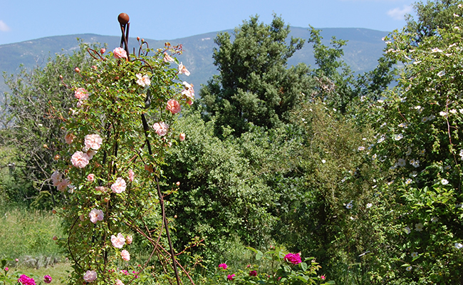 Gerenton rose garden, Vaucluse (84)