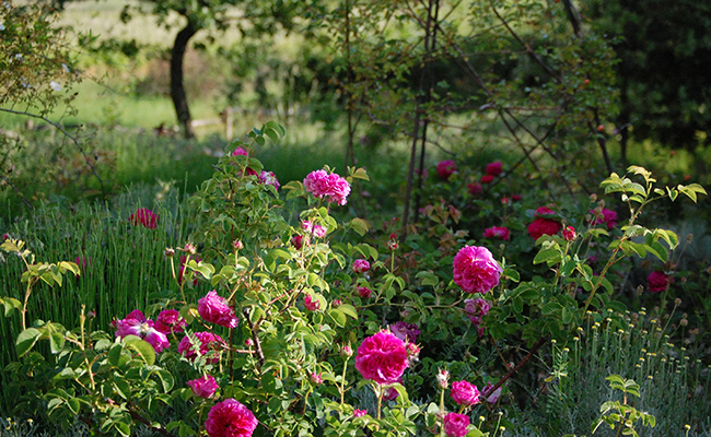 Rose Duke of Cambridge at the Rose Garden of Gérenton