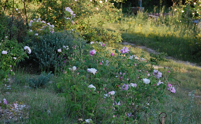 Mediterranean garden at the Roseraie de Gérenton