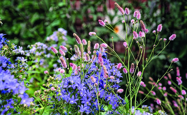 Sanguisorba Pink Tanna and Campanula lactiflora