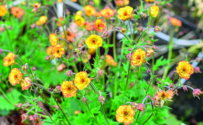 orange-yellow avens (Geum Tutti Fruttii)