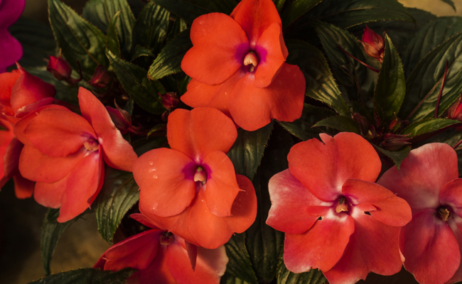 Achimenes (Achimenes), chilly flowering plants