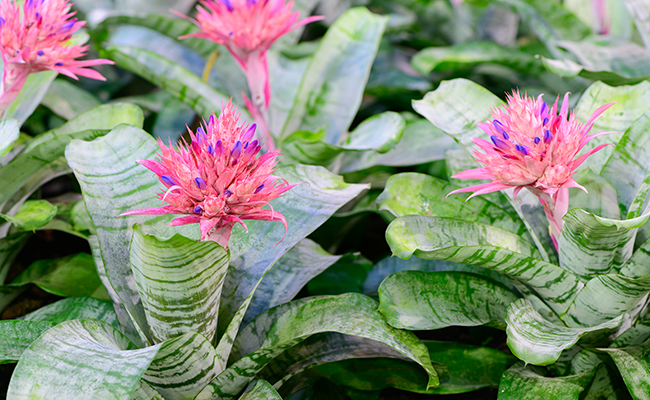 Aechmea (Aechmea fasciata), with silvery foliage