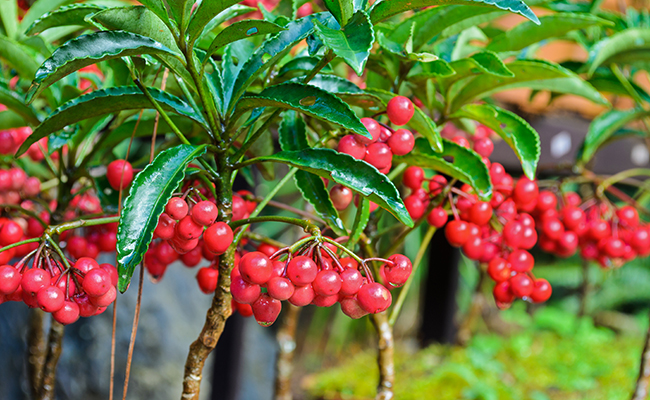 Ardisia crenate (Ardisia crenata), an Australian holly