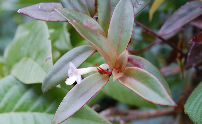 Codonanthe (Codonanthe crassifolia), a rare hanging plant