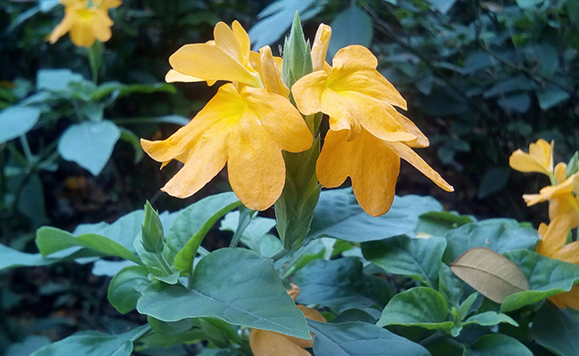 Crossandra (Crossandra infundibuliformis), demanding houseplant