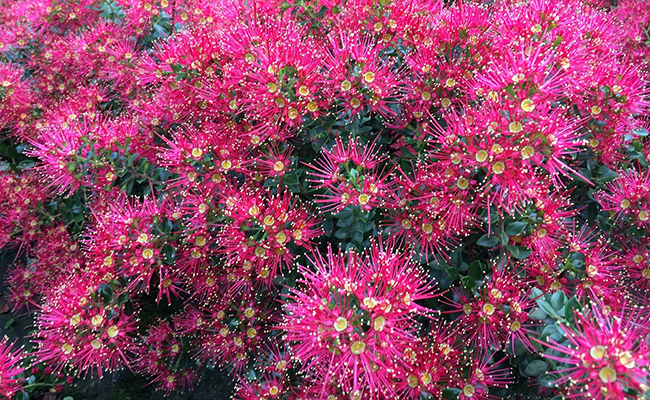 Metrosideros Ferris Wheel novelty 2022