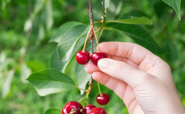 Dwarf cherry (Prunus x 'Cherry Boop'), for small gardens