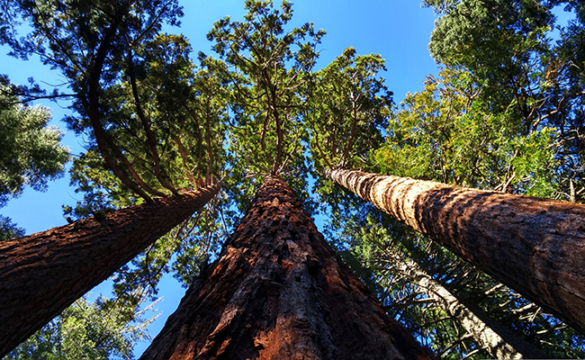 Giant Sequoia (Sequoiadendron giganteum), the tallest tree in the world
