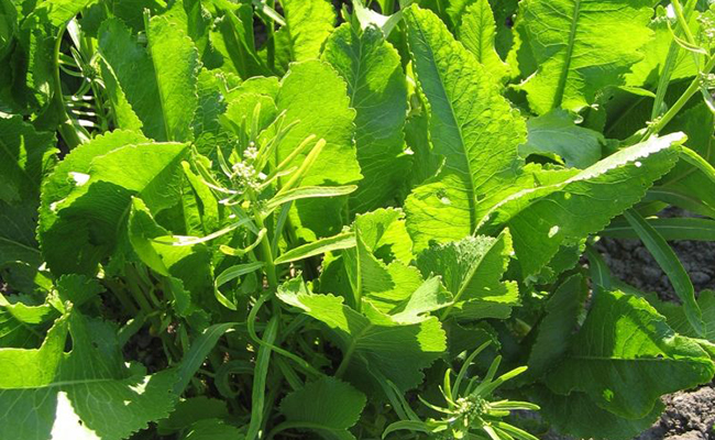 Horseradish (Armoracia rusticana), a substitute for mustard