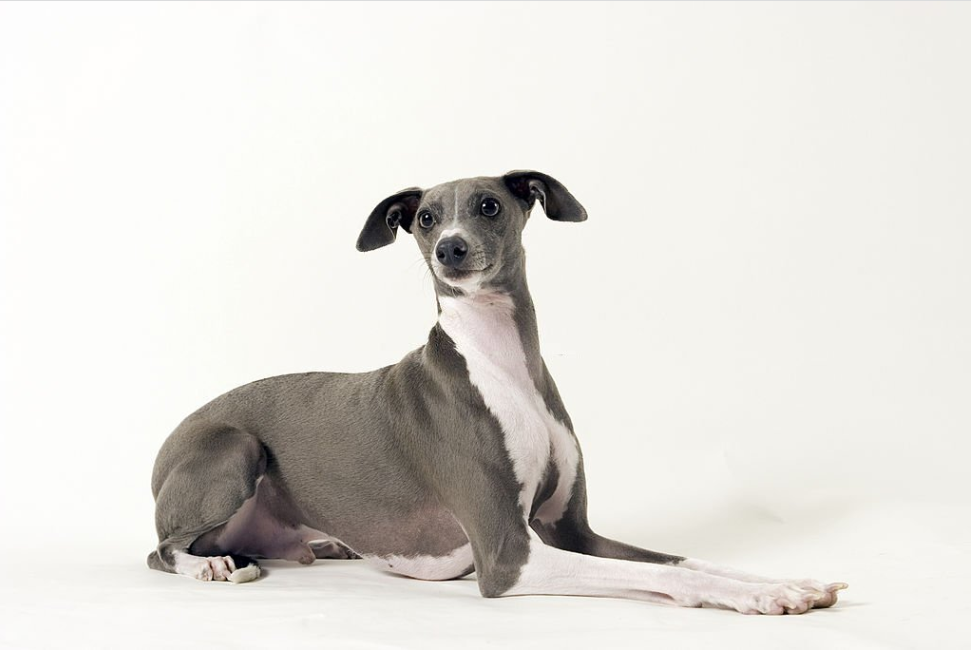 peke balto charlotte dog club superdog simparica trio for dogs alsatian best pet insurance for large dogs dog insurance that covers wellness corgi public liability insurance dog health insurance 