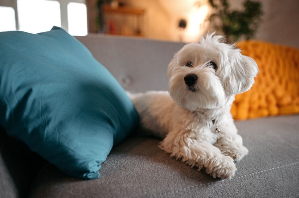 peke balto charlotte dog club superdog simparica trio for dogs alsatian best pet insurance for large dogs dog insurance that covers wellness corgi public liability insurance dog health insurance 