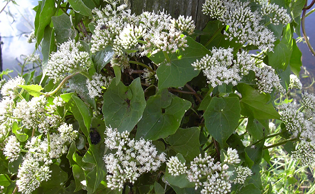 Mikania (Mikania scandens), an American creeper