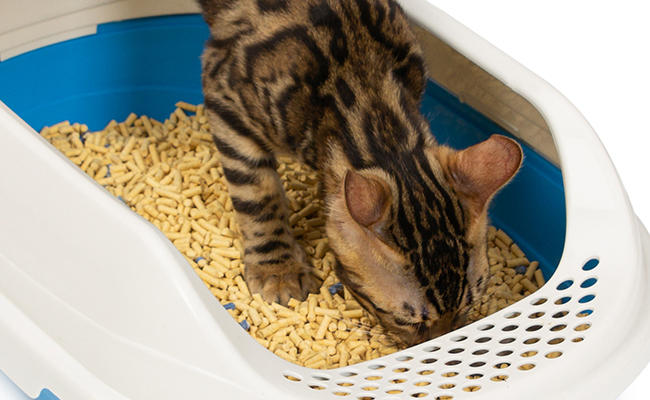 My cat eats its litter: why?