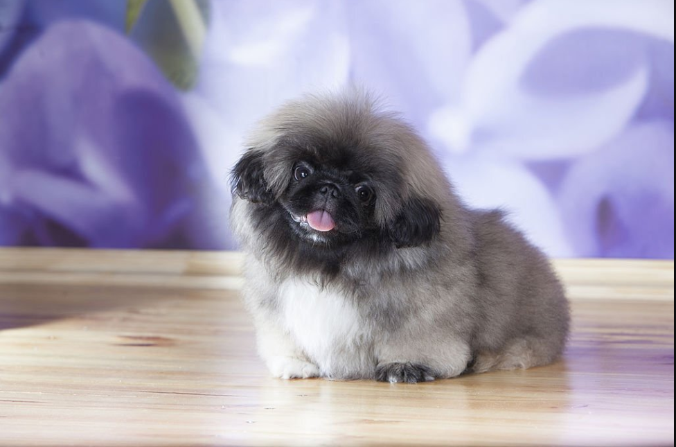 peke balto charlotte dog club superdog simparica trio for dogs alsatian best pet insurance for large dogs dog insurance that covers wellness corgi public liability insurance dog health insurance 