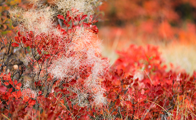 Pruning the wig tree or Cotinus: when and how?