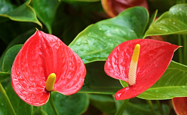 Red anthurium (anthurium andreanum), houseplant