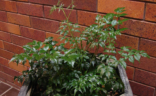 Snake tree (Radermachera sinica) with glossy foliage