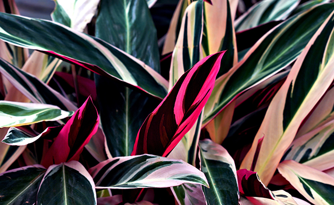 Stromanthe anguinea, colorful foliage indoors