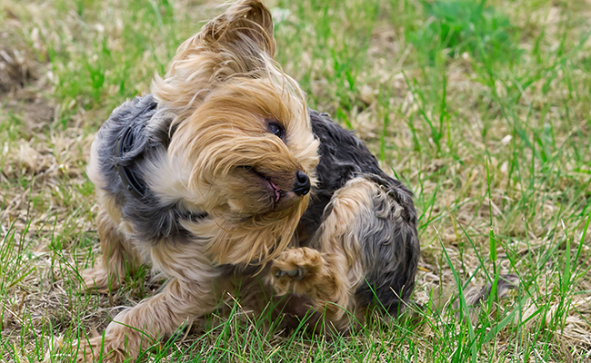 The main summer parasites in dogs