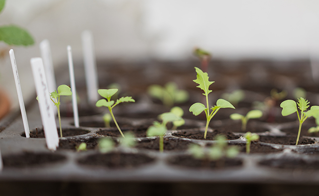 What to do in the garden at the end of winter?