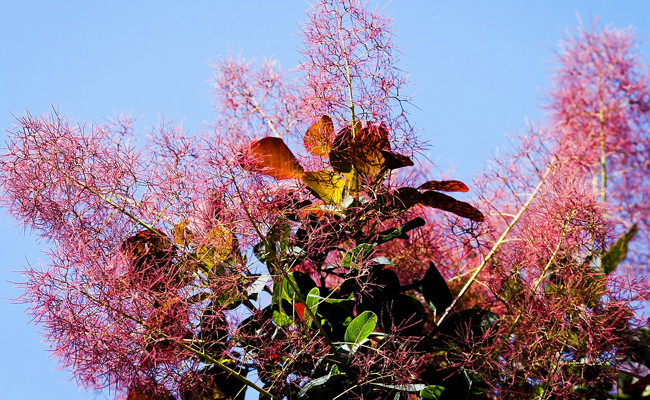 Wig tree or cotinus coggygria