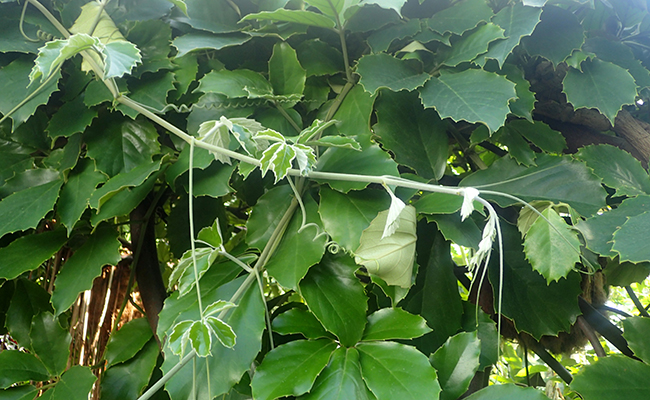 horse chestnut vine (Tetrastigma voinierianum), very fast growing