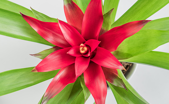 Guzmania (Guzmania), houseplant cousin of pineapple