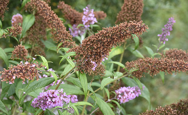 Pruning the buddleia: when and how?