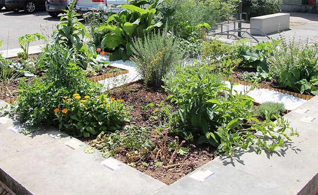 medieval garden of the 4 humors