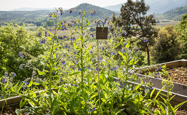 View of the Luberon from the Citadel garden
