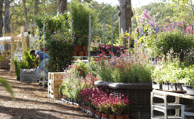 exhibition and sale of plants 