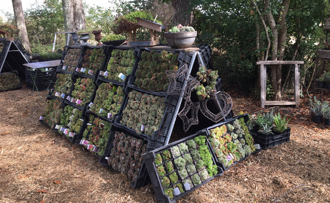 Sempervivum & Cie, nursery-collection of plants particularly adapted to drought