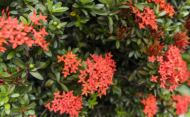 Ixora coccinea hedge