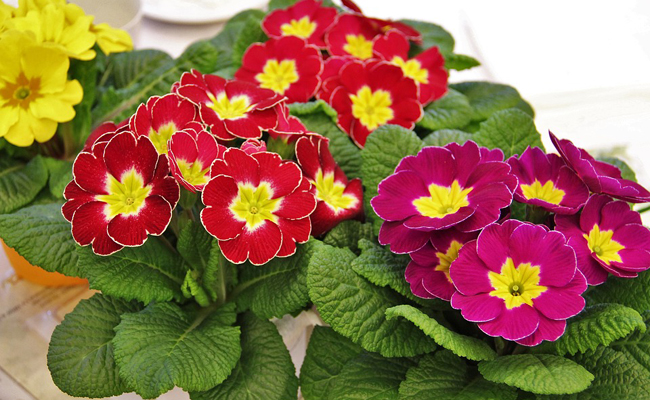 Primrose (Primula spp.), spring flower