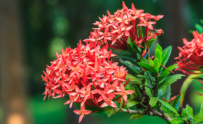 Scarlet ixora (Ixora coccinea) or Japanese hydrangea