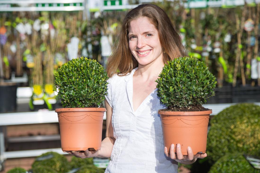 Woman carries two flower pots with box trees