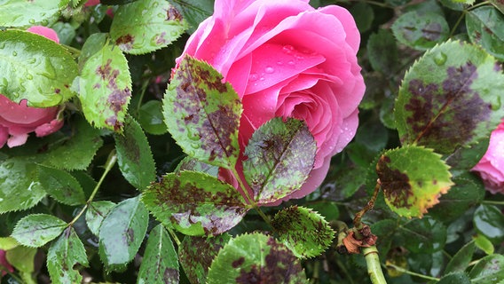 Black spots on rose petals show infestation by star sooty mold © NDR Photo: Maren Stiebert